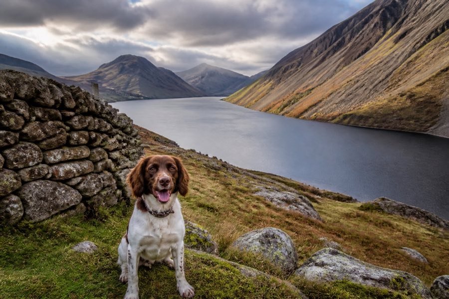 A dog enjoying Western Lakes